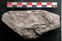 Foto (Detailansicht) von Dictyopteris brongniarti Gutb. (NHMW-GEO-2024-0188-10780)